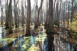 Mississippi swamp