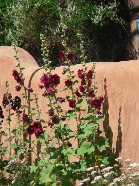 Hollyhocks