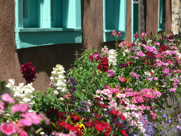 Flowers on Canyon Road