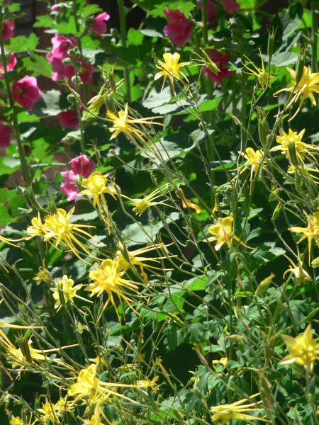 Flowers on Canyon Road