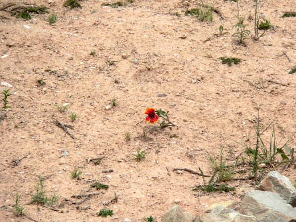 Lone Coleopsis