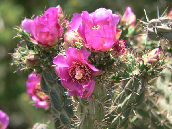 Cactus Blooms on the way out of town