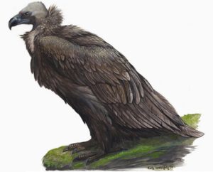 Giant Vulture