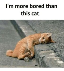 i'm more bored than this cat