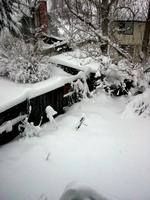 Nearly-buried dragonflies.