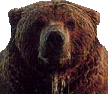 Huzzah for the Bear