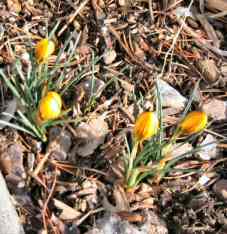 Crocuses ahoy!