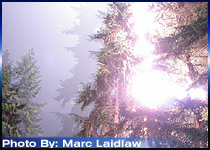 lightning_tree_062104.jpg