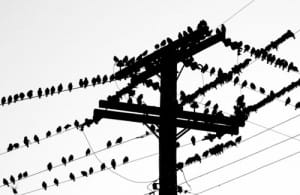 Birds on Telephone Line