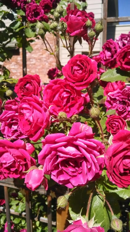 Stop and photograph the roses
