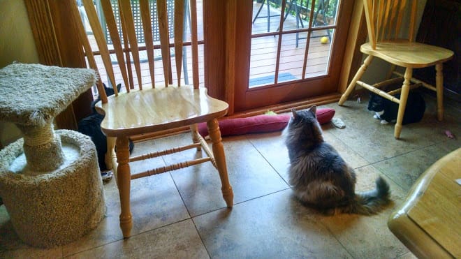 Common Cause amongst Cats