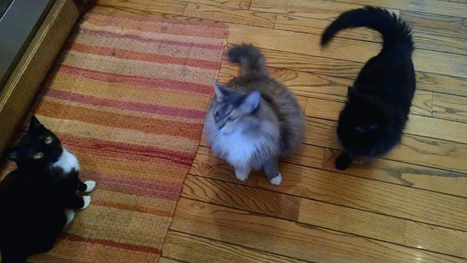 DINNER TIME!