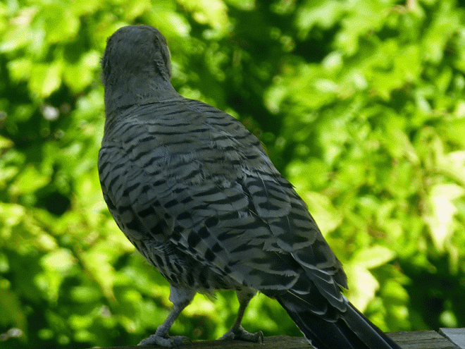 Northern Flicker on the back rail
