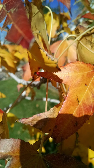 The Leaves of Autumn