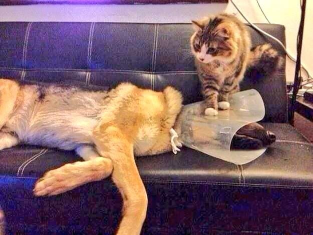 RT @Mr_Mike_Clarke Cat Fact of the Day:Cats are the most sympathetic of all creatures