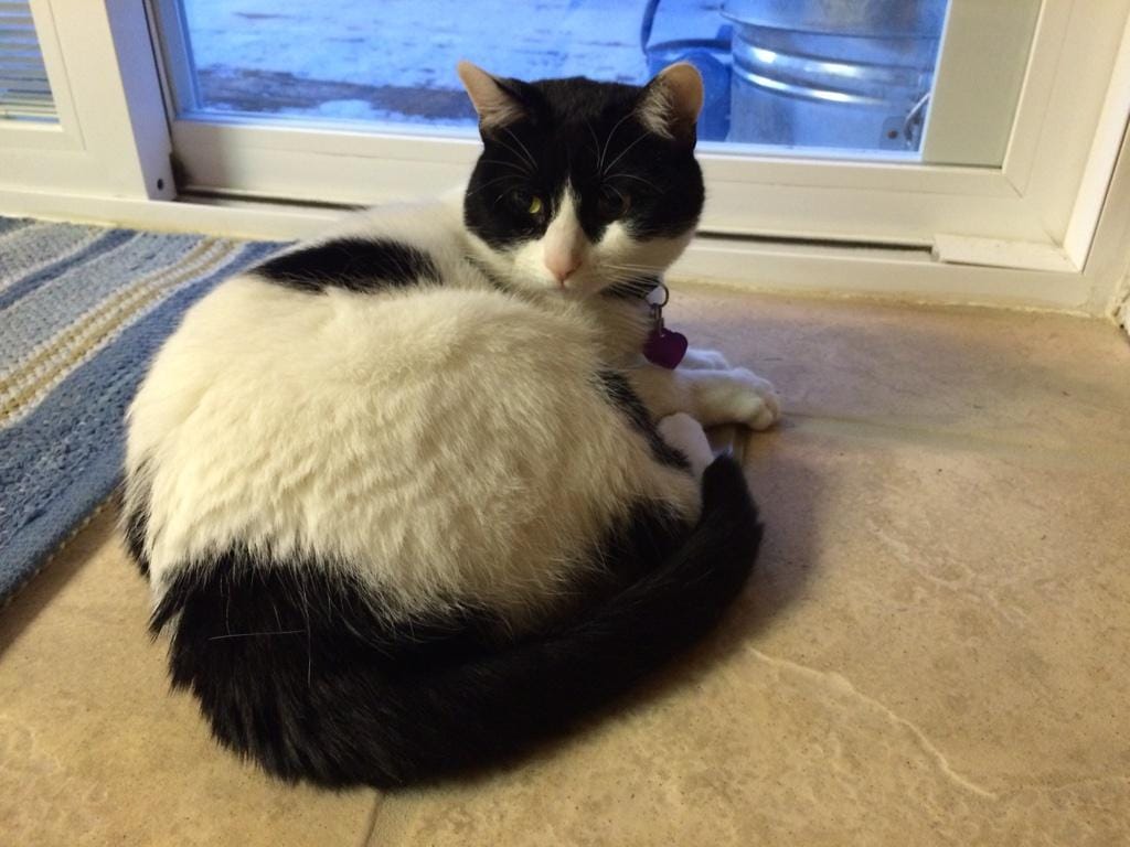 RT @Nala_PedzWell No one understands me but the heater grate