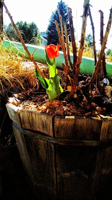Tulip amidst the ruins