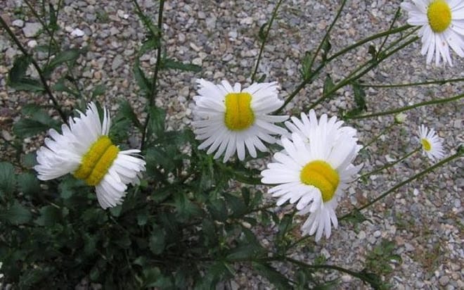 To Me, My X-Flowers!
