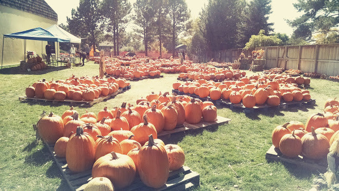 Way down yonder in the Pumpkin Patch