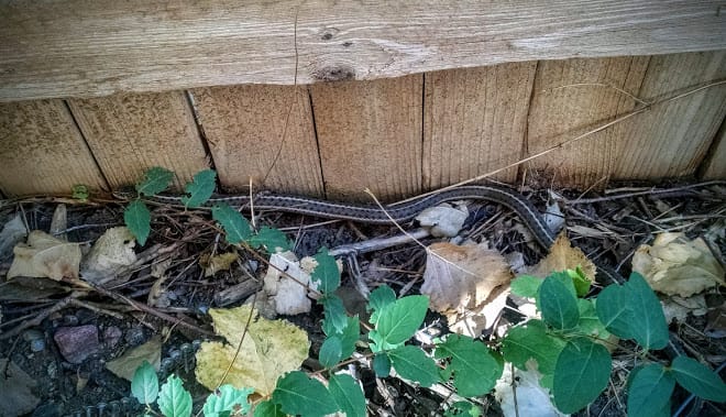 Denizens of the Yard