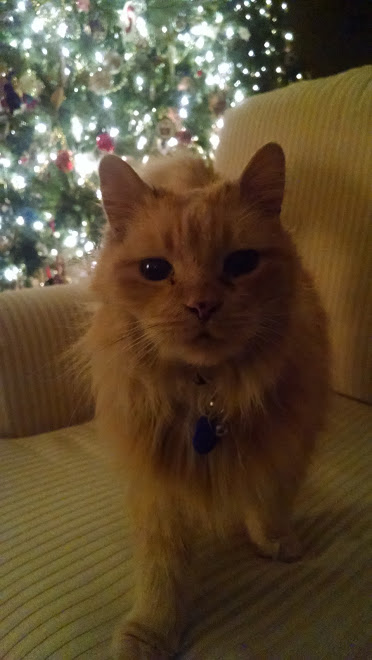 Christmas Cat