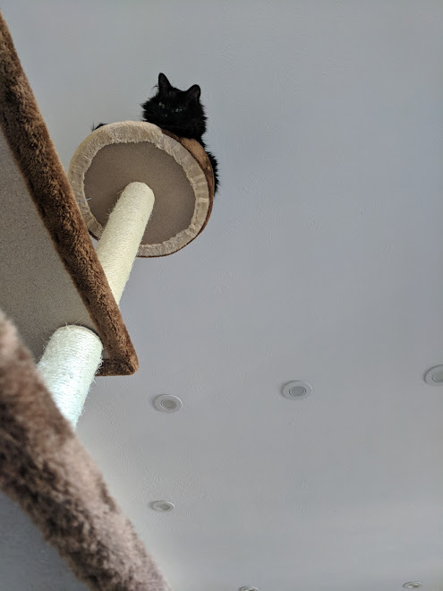 Tower o’ Kitty