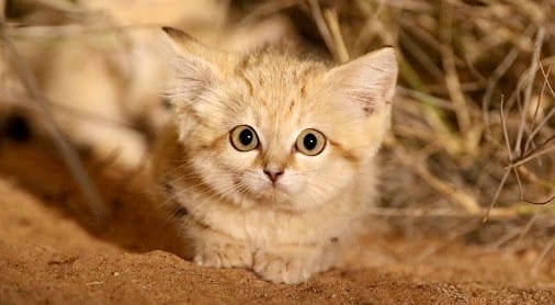 Sand Kittens!