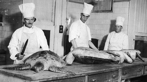 The Rise and Fall of Turtle as Food