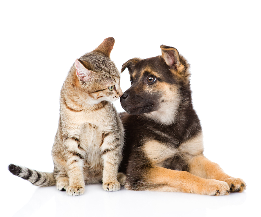 The Onomatopoeia of Dog and Cat Sounds